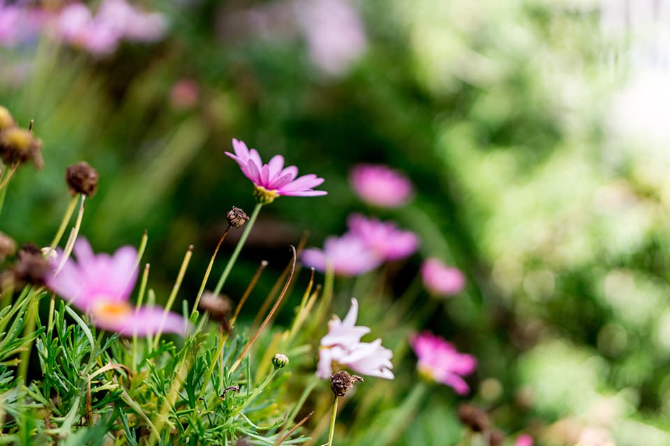 Close up photo of the flowers in the outdoor environment of Our Kids Glendene daycare centre.