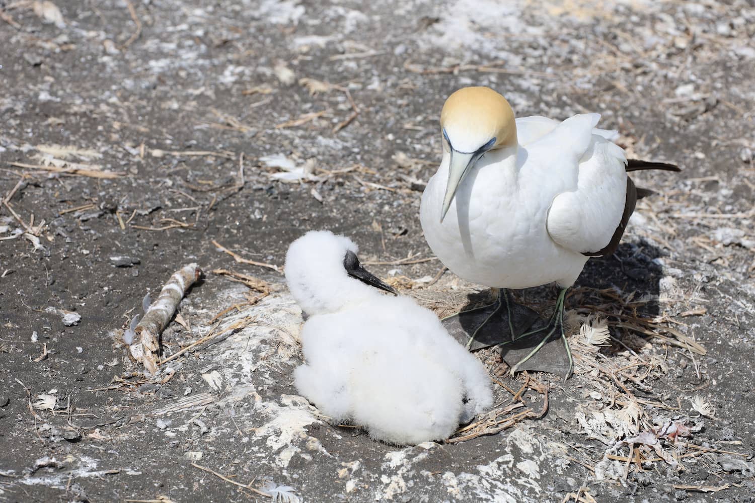 photo of gannet
